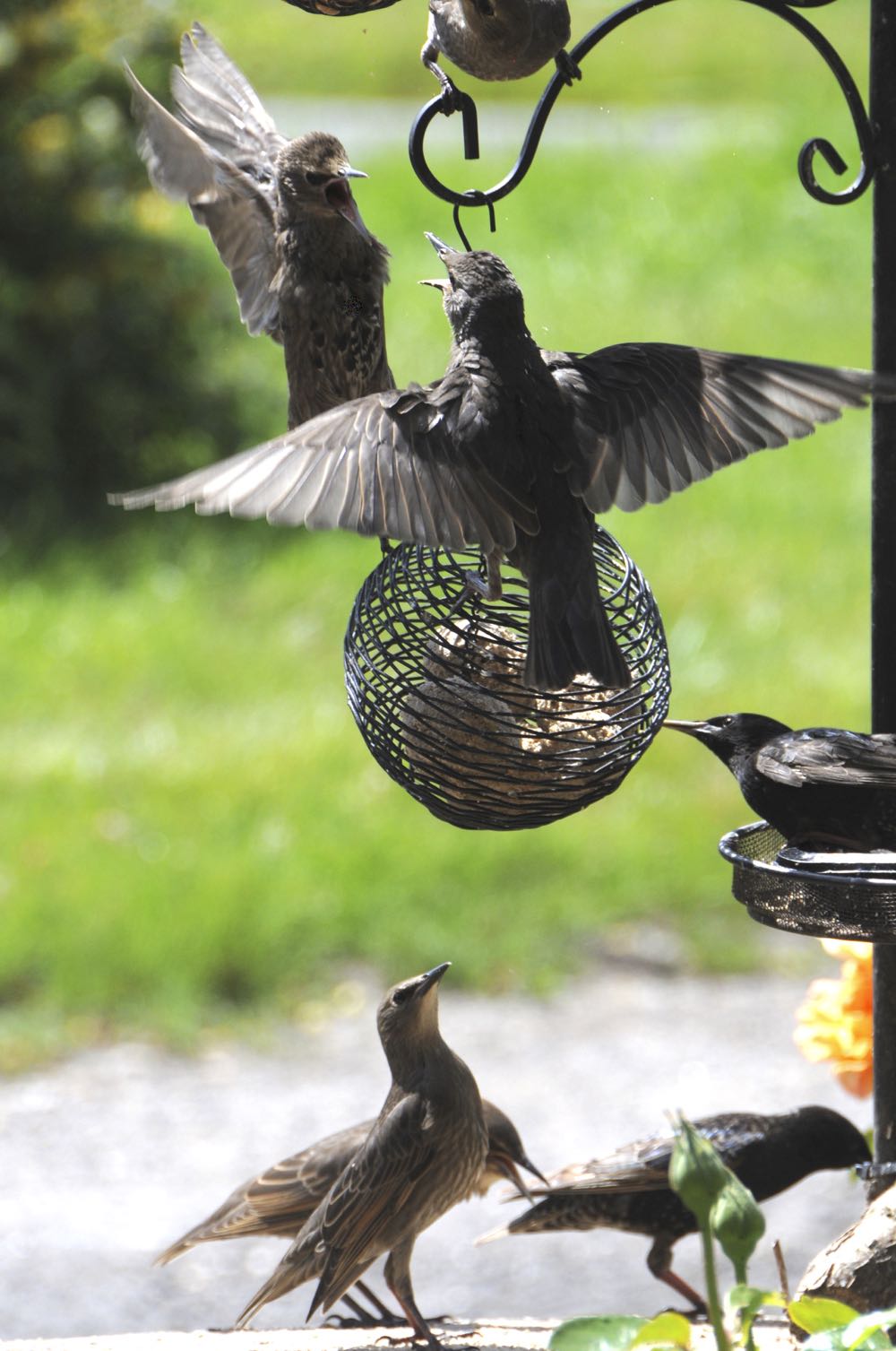 Starlings